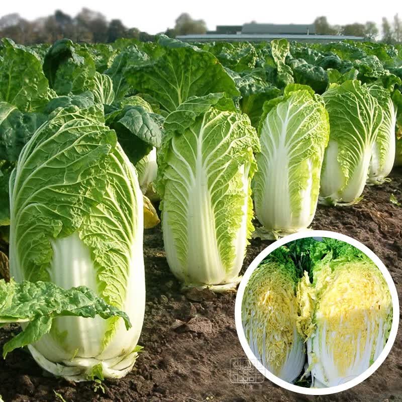 大禹春季大白菜种子籽大全山东小义和春胶州黄心蔬菜 北京新三号大