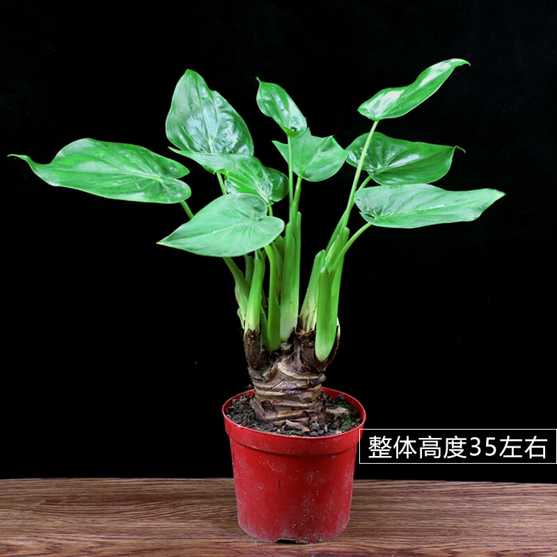 沃绣滴水观音盆栽千手观音水培植物室内花卉客厅净化空气好养桌面绿植