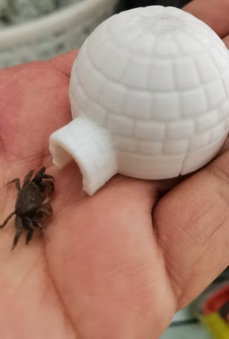 宠以沫(chong yimo)辣椒蟹相手蟹将军蟹弹族观赏宠物活体稀罕宠物