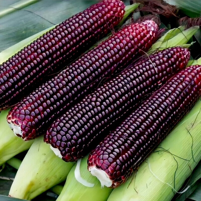 神禾黑糯玉米种子甜糯香糯高产新鲜东北玉米籽春季 斯达糯44黑玉米