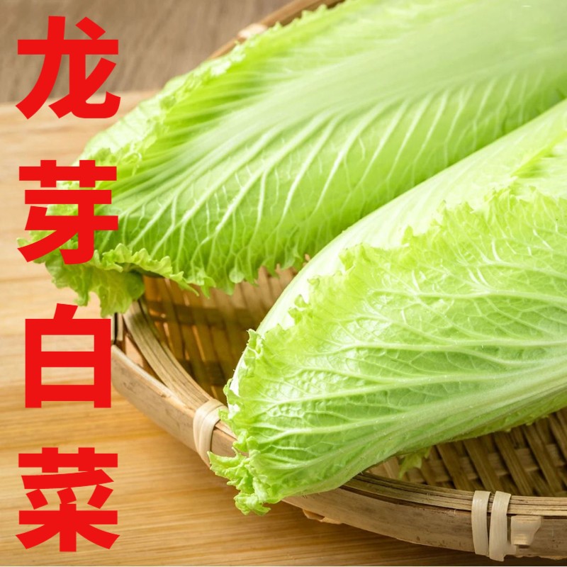 (5斤装)新鲜龙牙白菜龙芽白菜包尖白菜迷你长白菜无筋清甜鲜嫩白菜