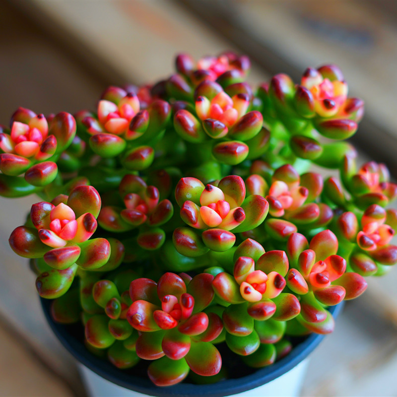 多肉植物彩色丸叶松之绿 云南多肉玉露盆景花卉盆栽吊 粉色松之绿11