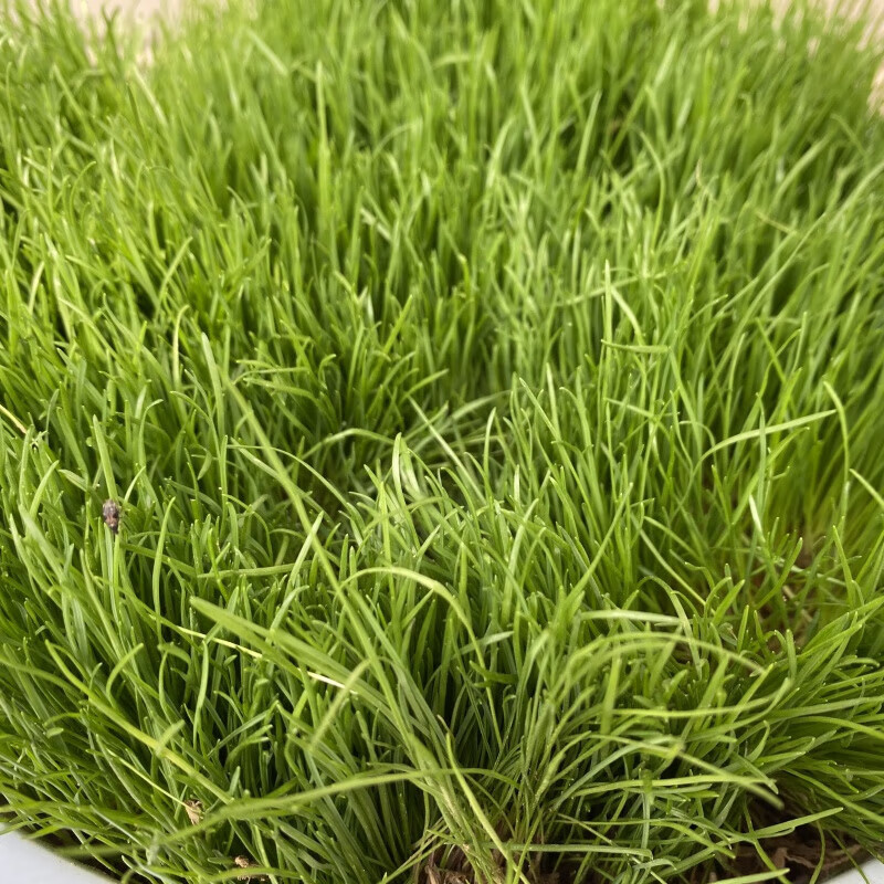 苏鲁雅卉草坪种子混播四季青草籽高羊茅狗牙根黑麦草早熟禾剪股颖庭院