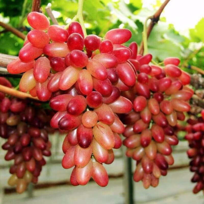 桃李村新鲜现摘金手指葡萄提子无籽红提3斤