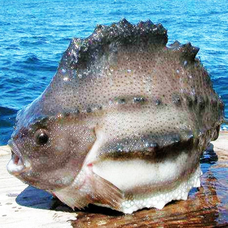 伯贤船冻海参斑鱼2-5斤/条 海参斑海鱼斑鱼佳品斑鱼 2斤以上/条 海参