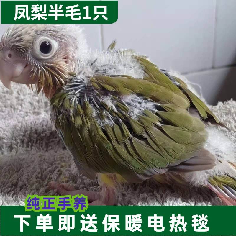 鹦鹉和尚活体带标识合法鸟家养活物和尚活体亲人可上手豪蚨 凤梨小太