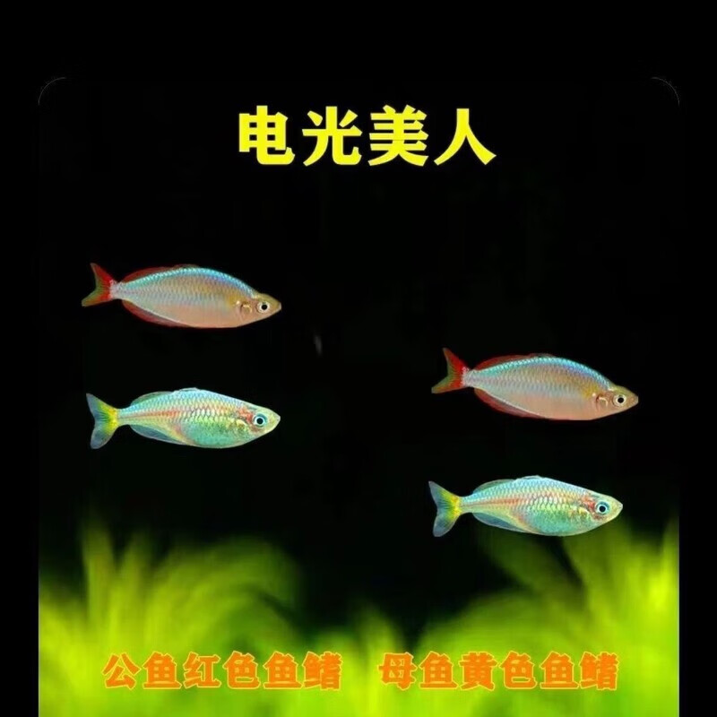 电光美人鱼灯科鱼淡水热带小型观赏鱼草缸刚果美人石美人活体群游