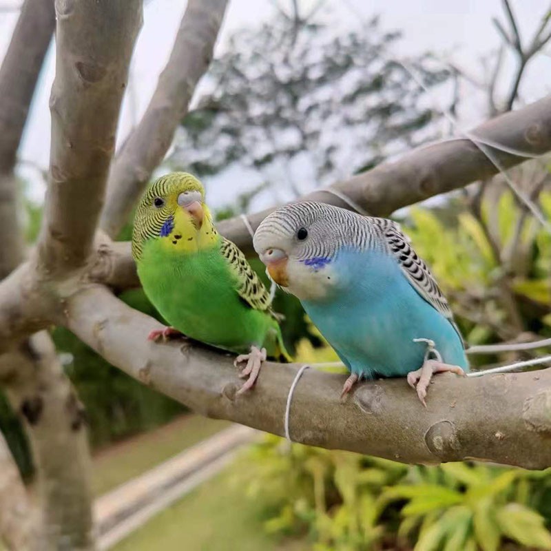 麦叮卡 鸟活体活宠物鸟体虎皮鹦鹉黄化玄凤活体可以手养的鸟可训练