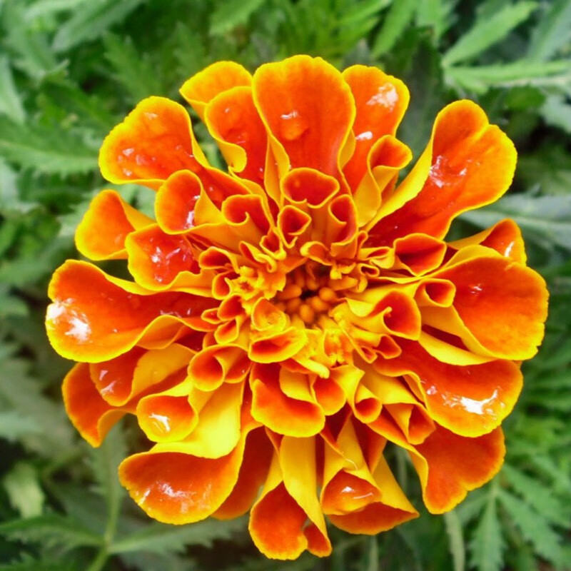 采梦 孔雀草种子 矮生重瓣红黄蕊 阳台易种盆栽花卉 易活 孔雀草花