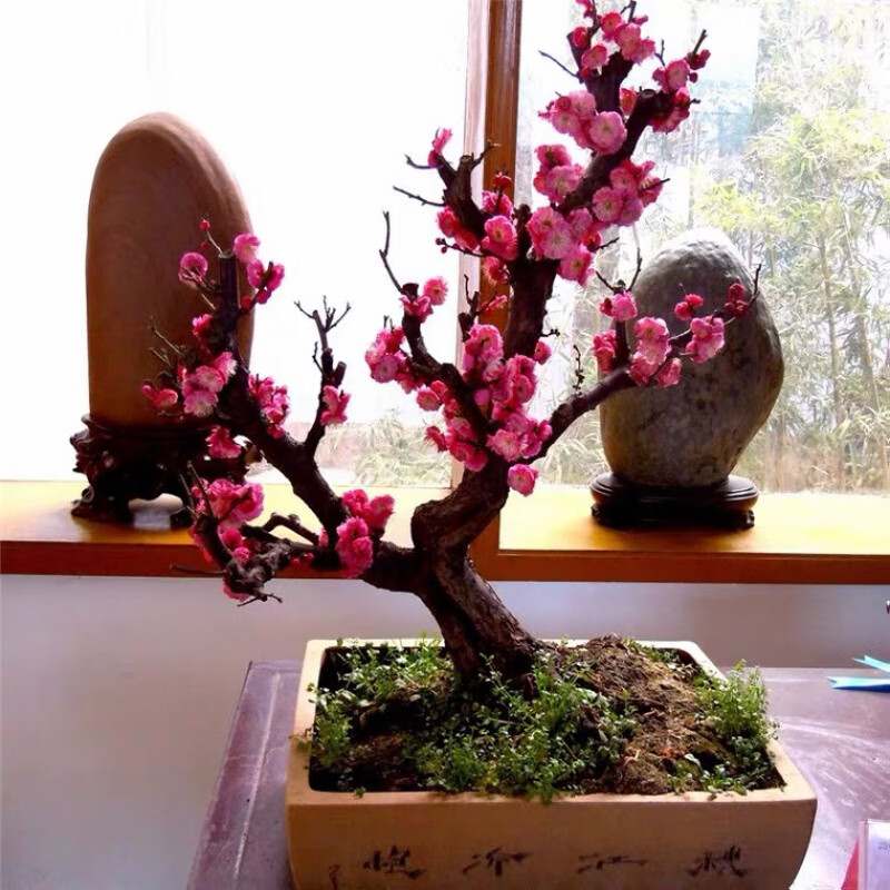 慕尔森红梅盆栽梅花原生骨里红盆景老桩腊梅盆景耐寒植物带花苞浓香型