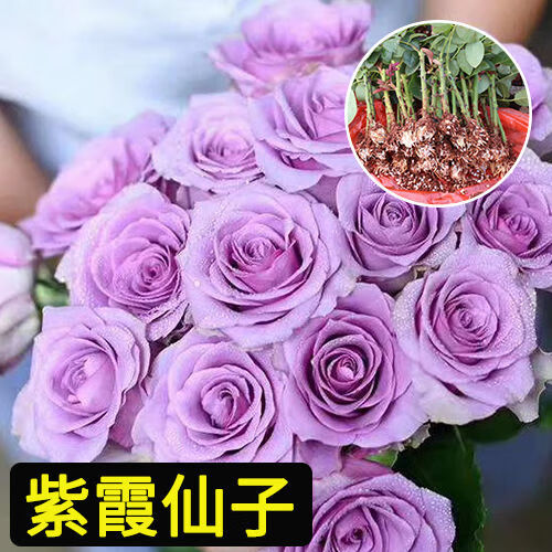 花苗月季小苗四季开花大花室内庭院灌木盆栽花卉扦插种苗 紫霞仙子 15
