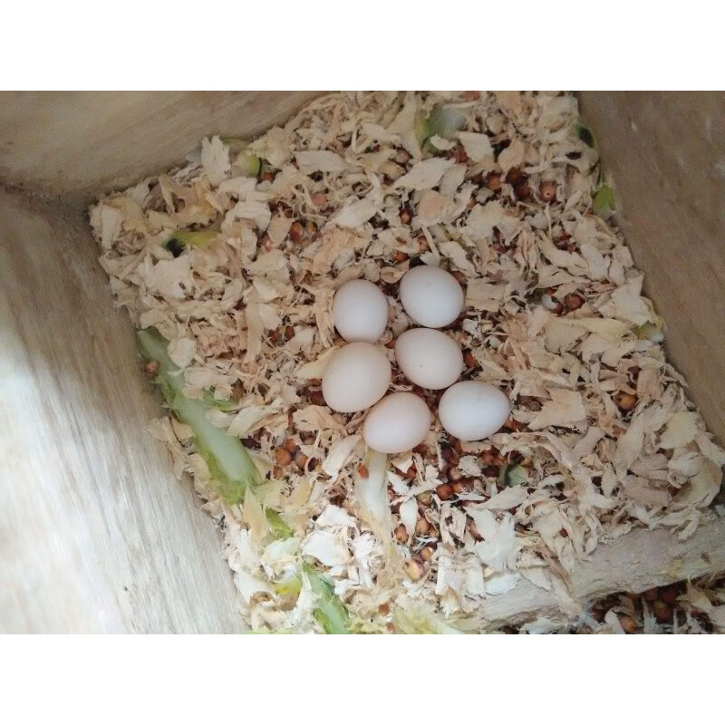 玄凤受精蛋鸟蛋可人工孵化玄风宠物鹦鹉虎皮原始云斑种蛋手养鸟 4个