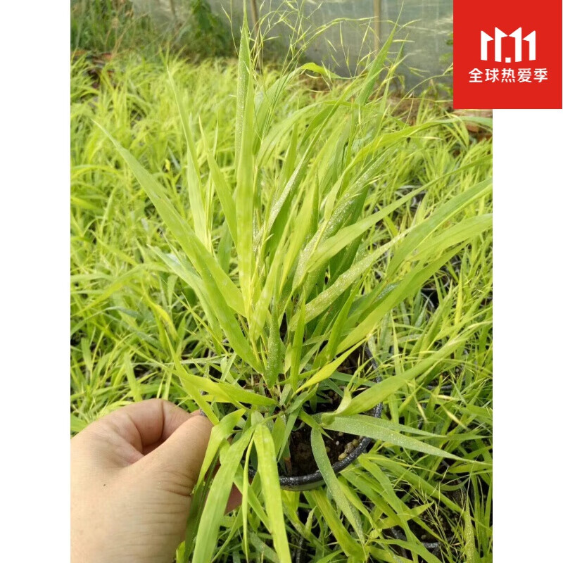 日本风知草 山野草 知风草 宿根草 颜色:绿中带黄.绿叶风知草