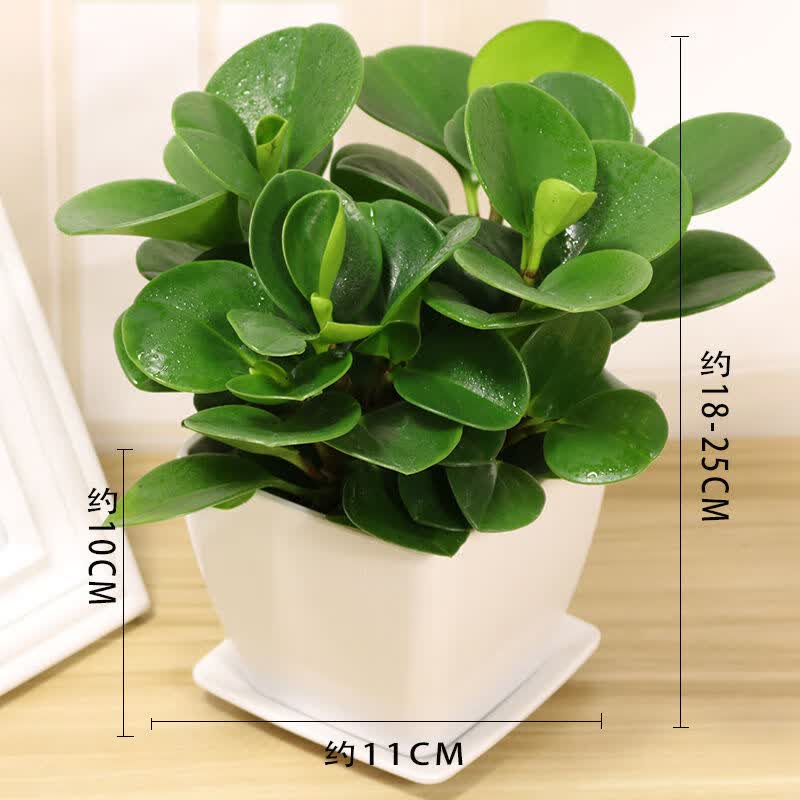 青叶碧玉盆栽豆瓣绿常青绿植室内盆景 大号碧玉(白色仿陶瓷盆)