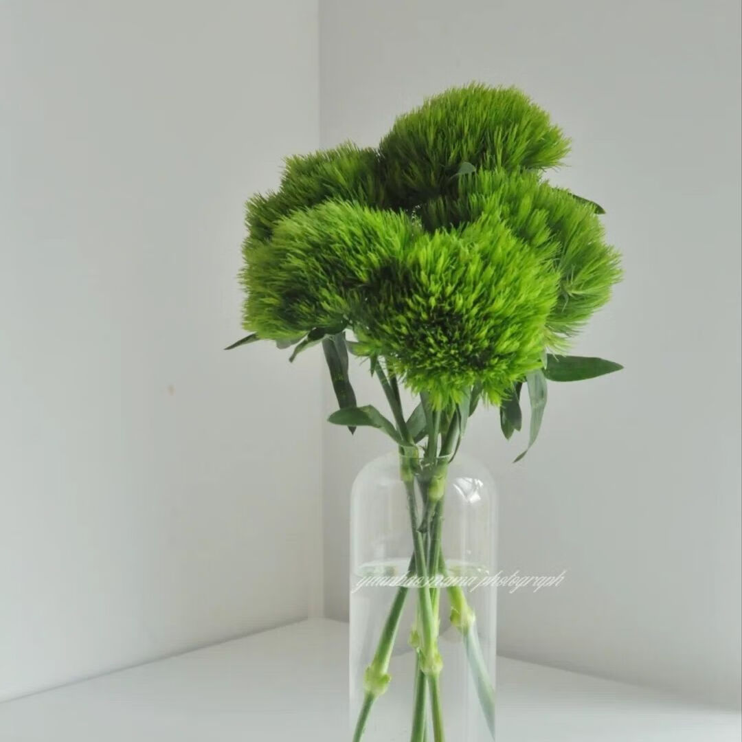 晗畅 绿毛球云南昆明基地直发家用办公室拍照小清新花束好养花期长 绿