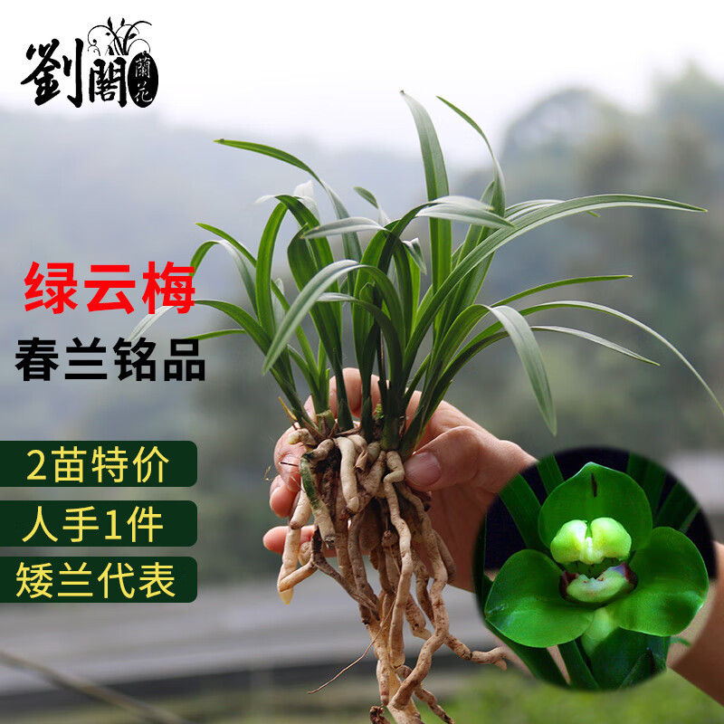 多瑙梦香水文心兰带花苞出售名贵建兰四季红满天兰花苗品种大全好养