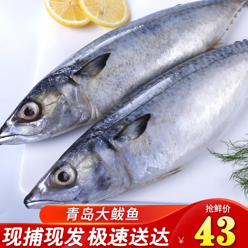 渔游记 马鲛鱼 鲅鱼 鲜活海捕冷冻海鲜水产马鲛鱼新鲜青岛大鲅鱼 3斤