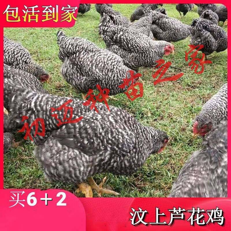芦花鸡苗活体鸡苗活体半斤纯种汶上芦花鸡脱温鸡幼苗半大芦花鸡活体包