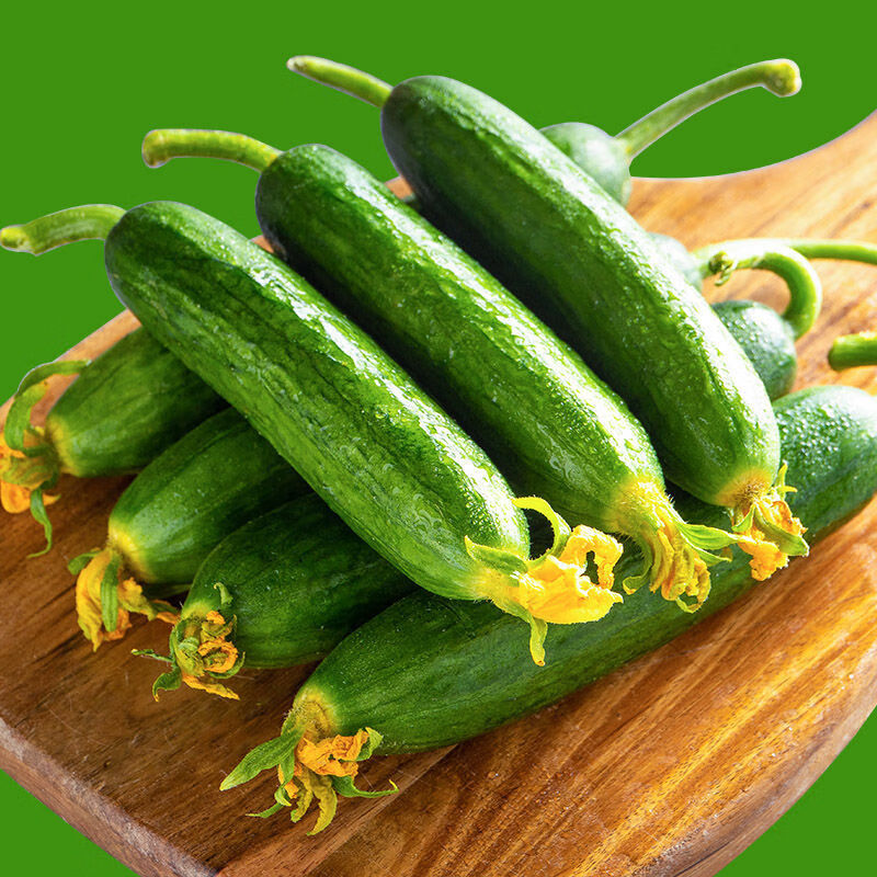 晨臻 水果小黄瓜 无刺小黄瓜健康轻食 新鲜寿光蔬菜 5斤 小黄瓜3斤装