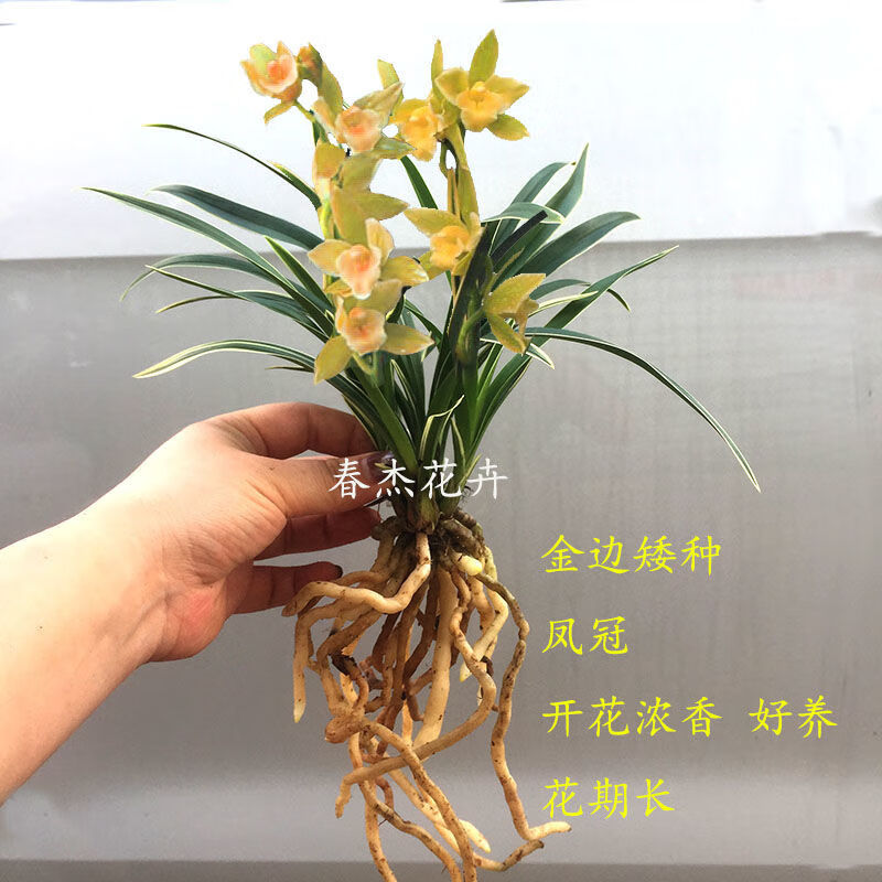 兰花苗 金凤冠 金边浓香型线艺兰花室内客厅桌面盆栽四季花卉植物