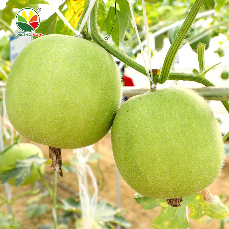 正香冬瓜(香芋冬瓜)种子 5粒x2袋