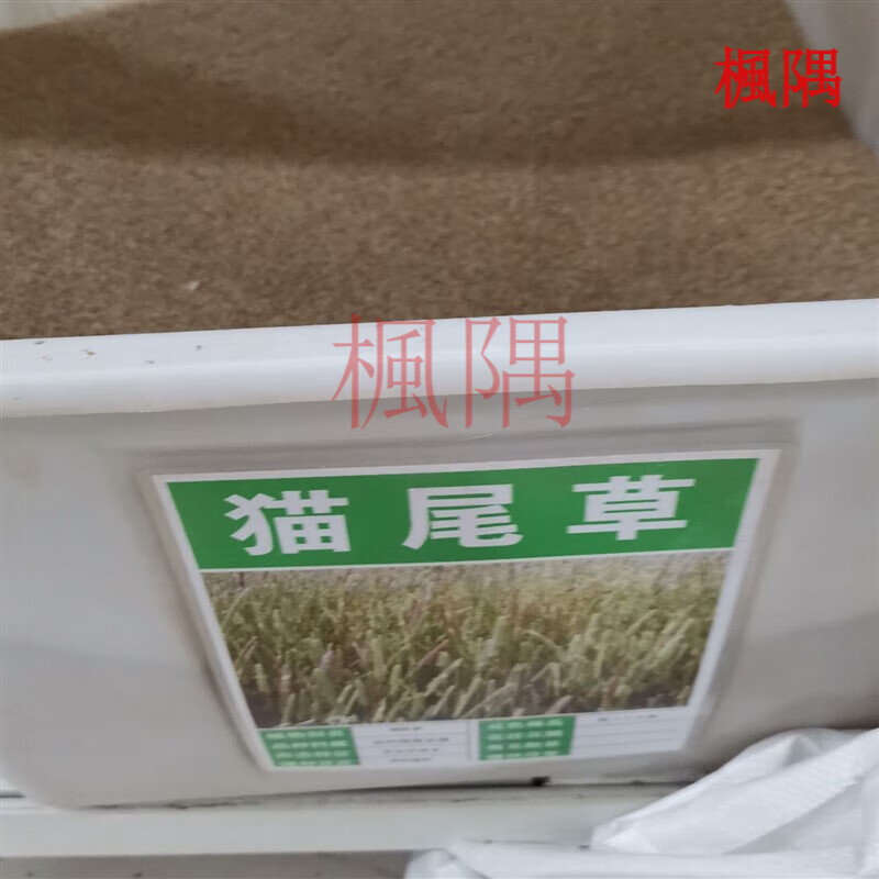 楓隅猫尾草种子观花种籽庭院护坡固土观叶 猫尾草种子一斤