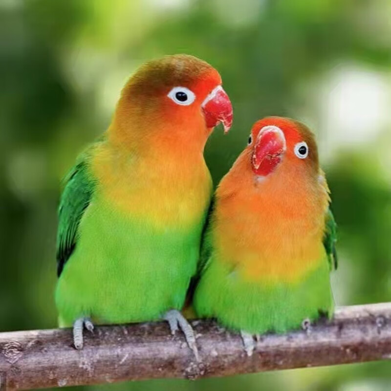 豪蚨牡丹鹦鹉鸟鹦鹉活体宠物观赏鸟活体小鸟中型宠物鹦鹉活鸟桃脸豪蚨