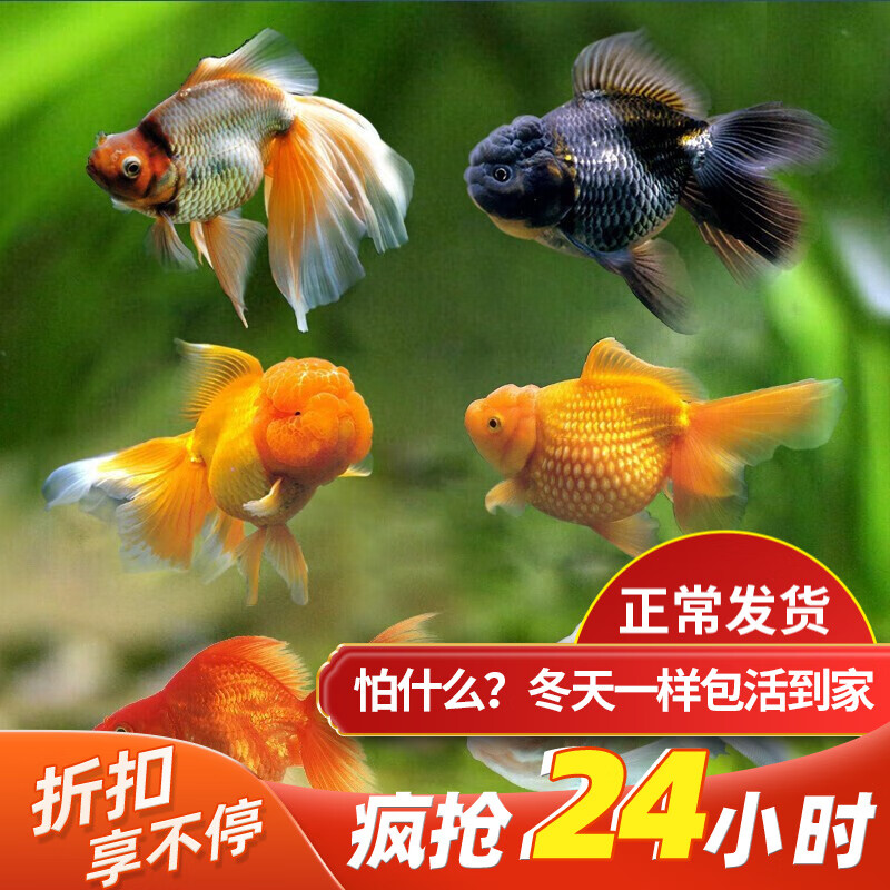 韵萌宠物用品专营店 店铺报价图片优惠券 京东韵萌宠物用品专营店优惠商品大全推荐降序 虎窝购