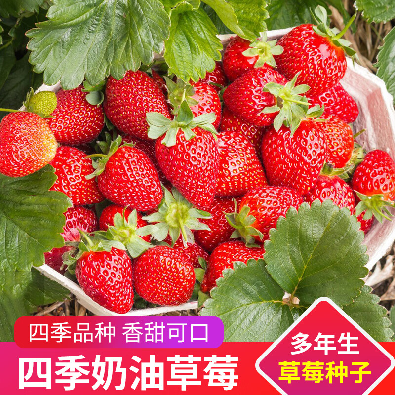四季奶油草莓种子易活甜大草莓种籽阳台盆栽室内外蔬菜水果种孑 吉利青丰四季奶油草莓种子 【1包】【200粒左右】