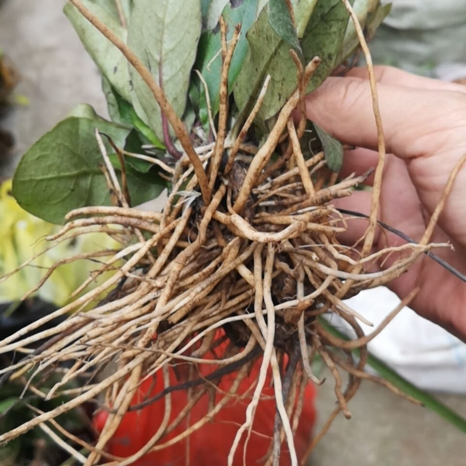 伟博贵州草药新鲜毛大丁草 中药材兔耳风小一支箭一柱香扑地香500g克