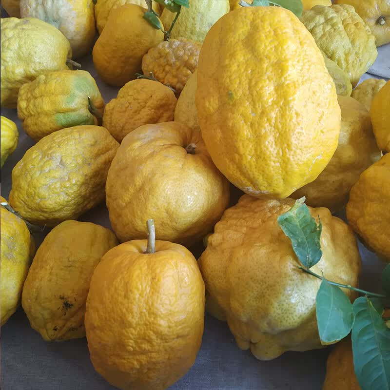 云南香橼果香缘新鲜农家现摘现发胜佛手柑2-8斤香园香圆 普通果6斤
