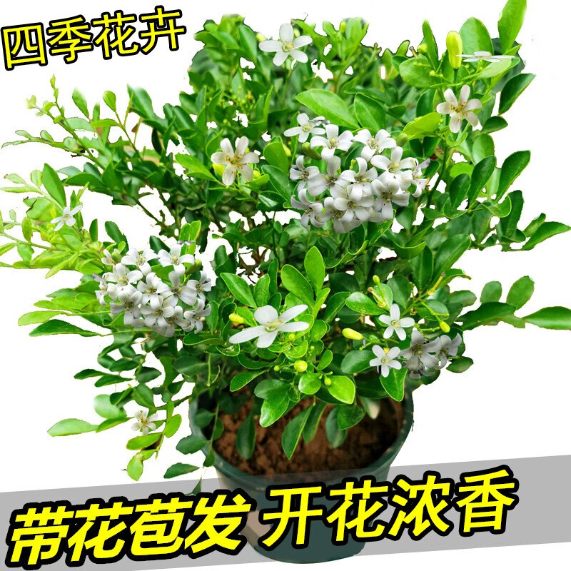 萌妹萌妹九里香盆栽四季花卉植物老桩树桩室内绿植驱蚊七里香带花浓香 五年苗带花苞发