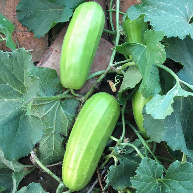 种菜记 菜瓜种子脆瓜籽水菜瓜老品种八棱脆菜瓜种籽春季水果 八棱脆