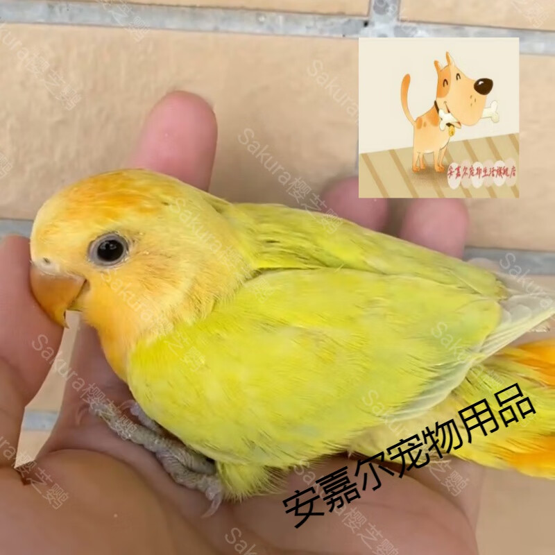 新宠之康牡丹鹦鹉面类手养幼鸟半毛亲人小型宠物鸟 纯手养金头苹果绿