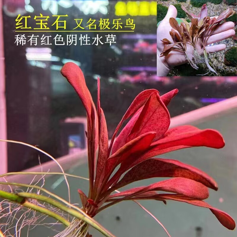 水草系列大全红草阴性紫红玫瑰丁香红宫廷水下叶品种齐全多样 极乐鸟1