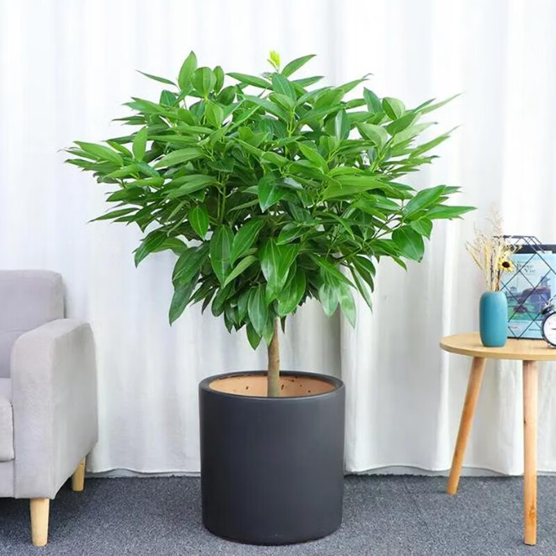 御春阁 平安树盆栽大型绿植室内盆栽植物花卉客厅办公室带 带盆带土
