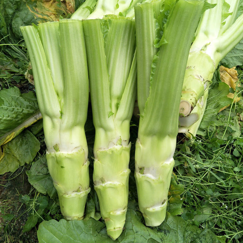 虎钢馋四川农家棒棒菜新鲜蔬菜芥菜大叶莴笋青菜脑壳大 3斤装