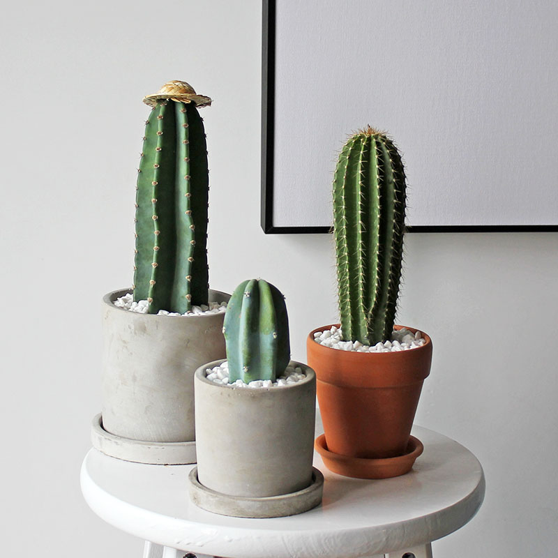 仙人柱 北欧ins风仙人掌仙人柱量天尺龙神木大凤龙小盆栽沙图 m圆柱