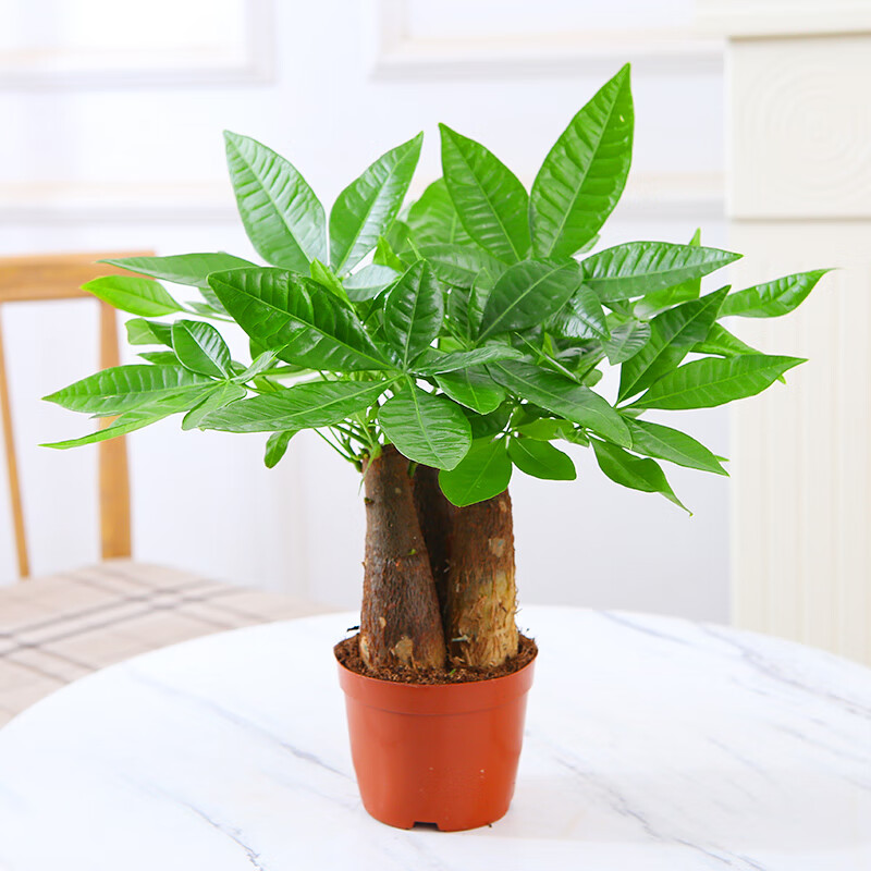 花语奇萌发财树室内小盆栽绿植花卉水培植物绿萝文竹四季好养活办公室