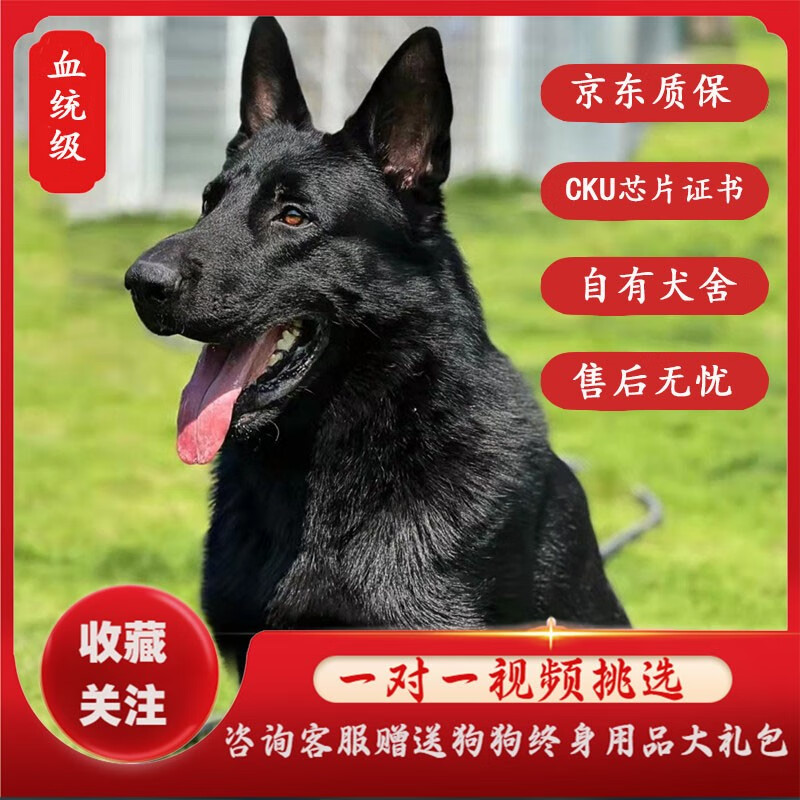咯咪东德牧羊犬幼犬宠物狗活体纯黑狼狗德牧狗子黑狼犬血统赛级东德犬