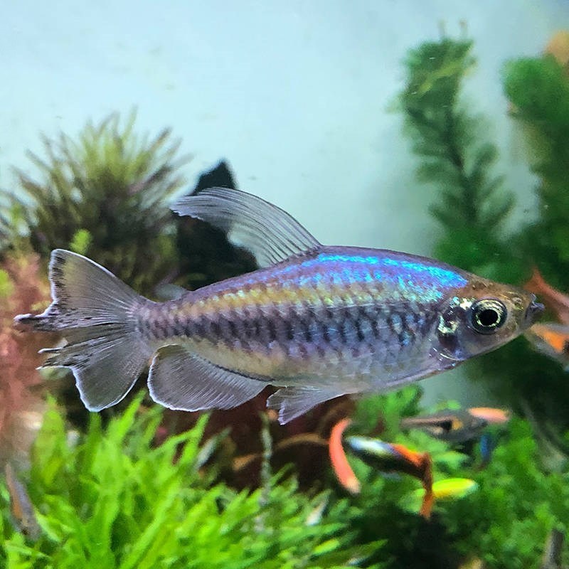 刚果美人鱼水族宠物观赏鱼可混养彩色群游鱼小型可混养热带鱼活体水