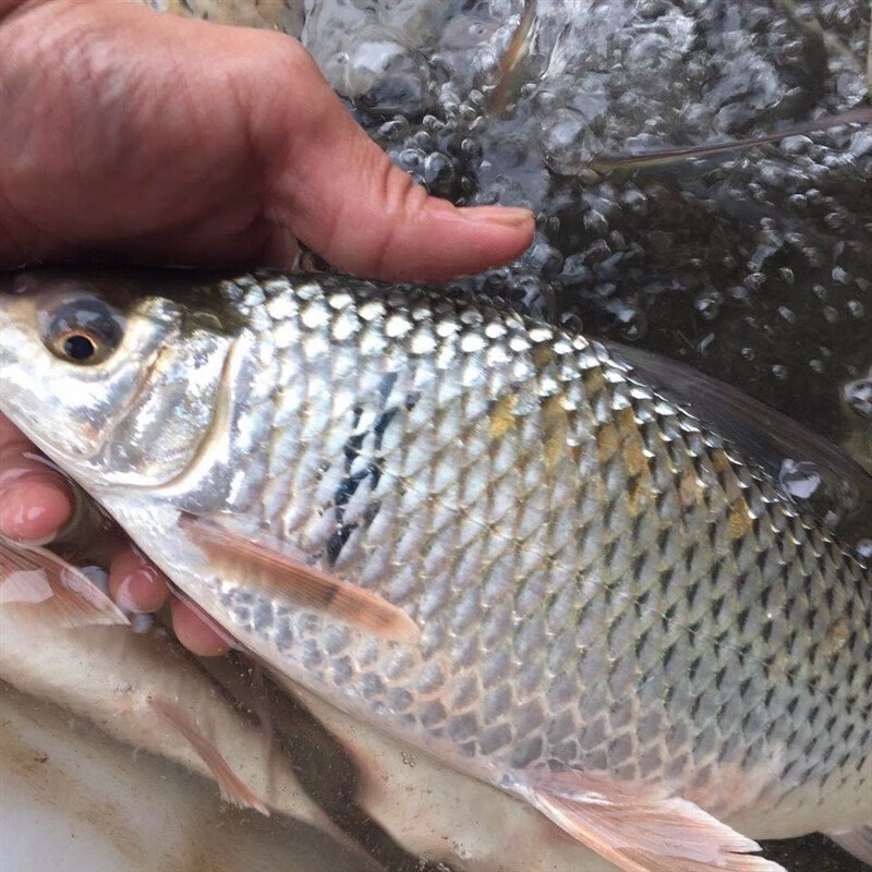 够印河鱼新鲜鲮鱼土鲮万绿湖味道鲜美天然农家食材淡水湖鱼 3斤3～4条