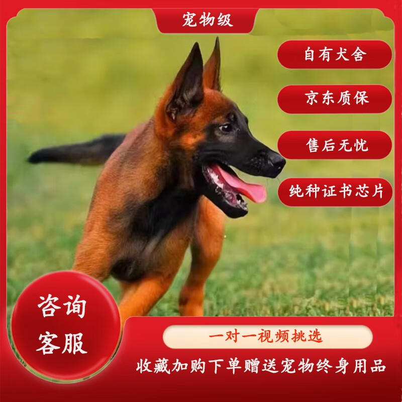 蒂瑞科比利时马犬纯种幼犬活体狼狗幼崽狗狗红马黑红看家犬猎犬 宠物