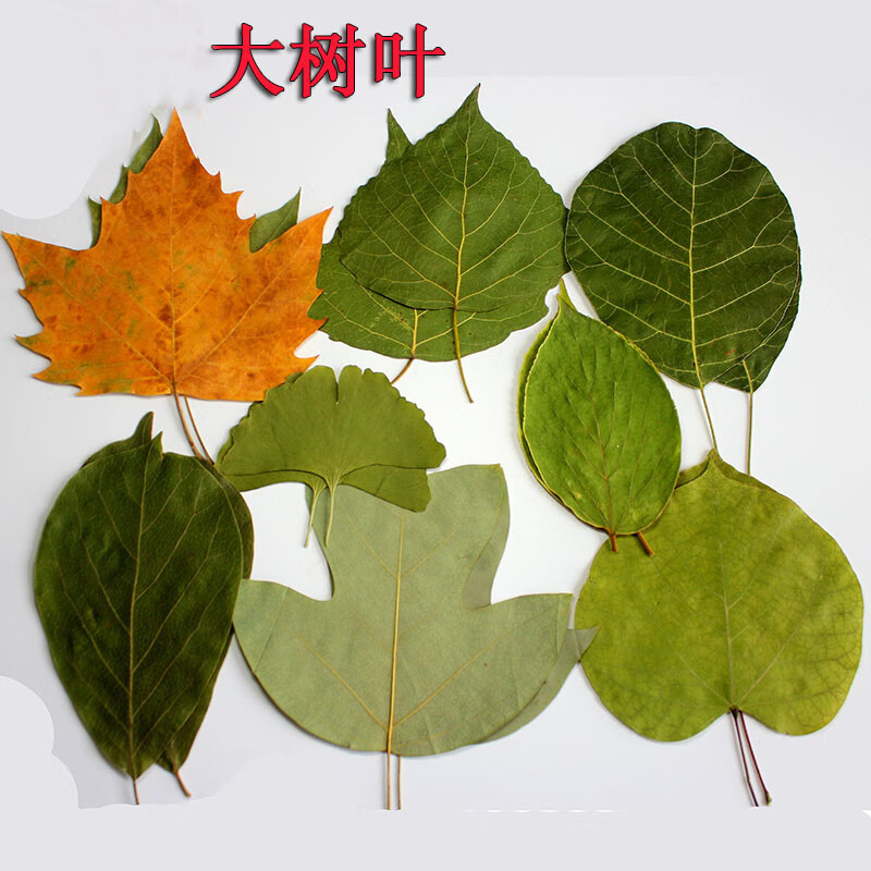 12片大叶子 种类随季节 树叶