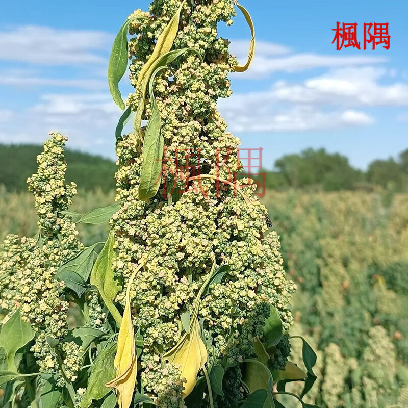 楓隅藜麦种子四季一年生代餐植物种籽 白藜麦种子一斤