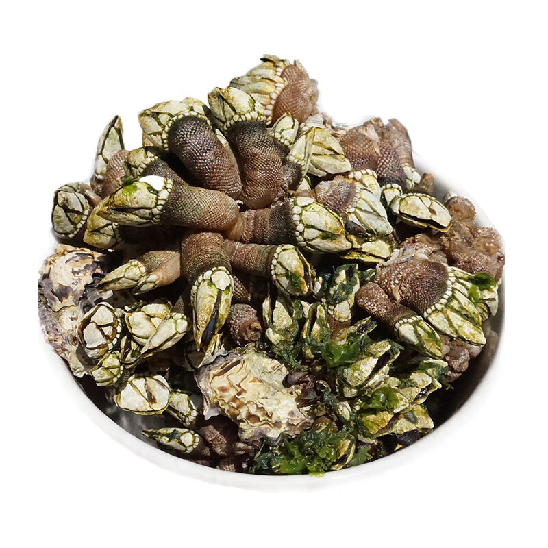 鲜太公新鲜佛手螺 佛手贝 狗爪螺 观音手 海鲜水产 顺丰航空 年货送礼