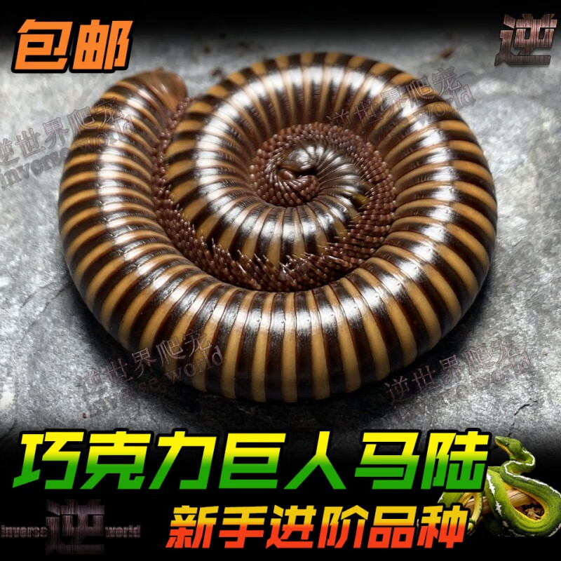 巧克力巨人马陆 活体宠物马陆 非洲巨人马陆 超大虫成体30cm  1只10