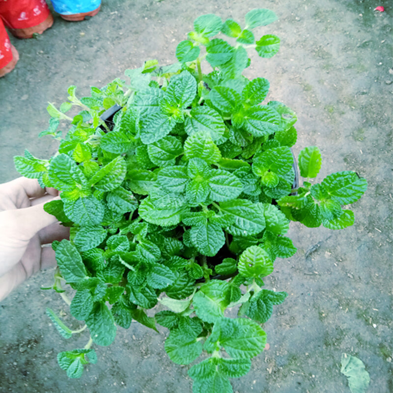 鑫干和（xinganhe）吸毒草吊蘭薄荷小盆栽室內(nèi)綠植花卉 不含盆吸毒草 不含盆