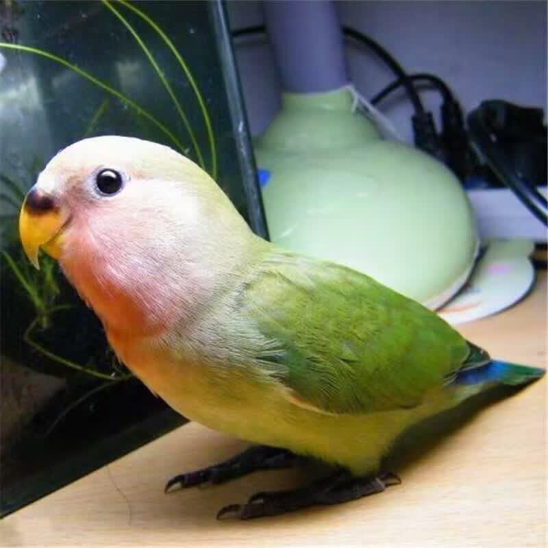 ���С̫�����ĺ��л������ʶ�Ϸ������������л������˿����ֺ�� ����1ֻ 95Ԫ
