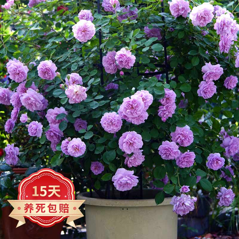 怎么查花卉历史价格|花卉价格比较